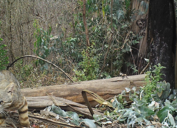 [FOTOS] Captan al esquivo gato colocolo en la Reserva Nacional Lago Peñuelas de Valparaíso