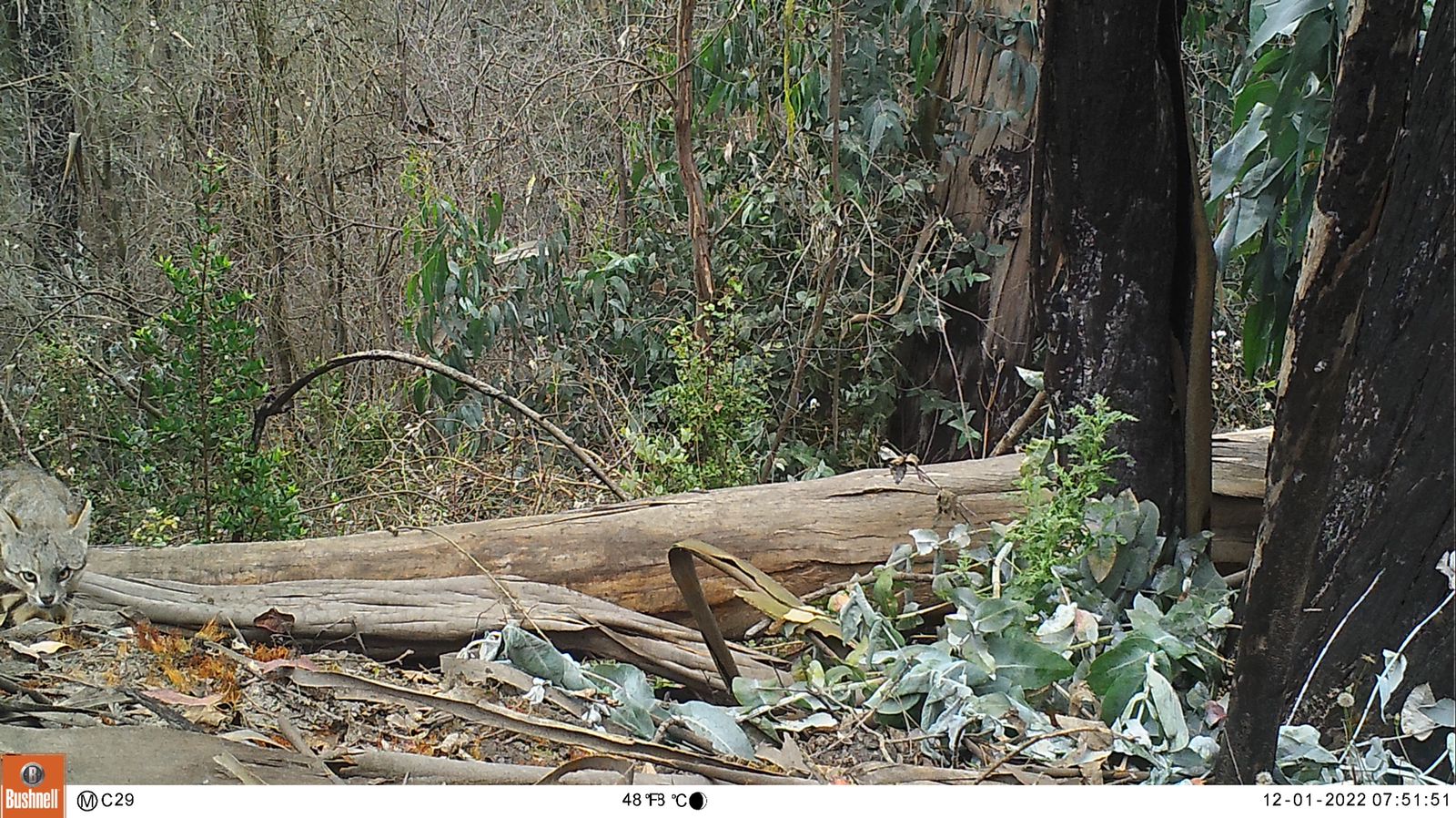 [FOTOS] Captan al esquivo gato colocolo en la Reserva Nacional Lago Peñuelas de Valparaíso