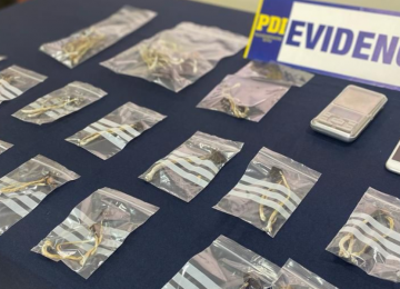 PDI detiene a mujer que comercializaba hongos alucinógenos en La Ligua