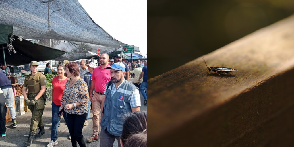San Felipe: Hallan cucarachas en comida de feria libre
