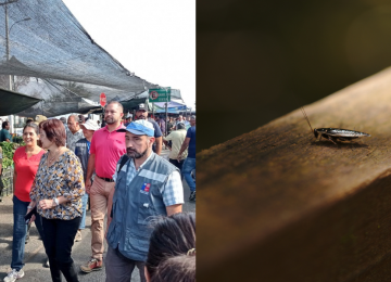 San Felipe: Hallan cucarachas en comida de feria libre
