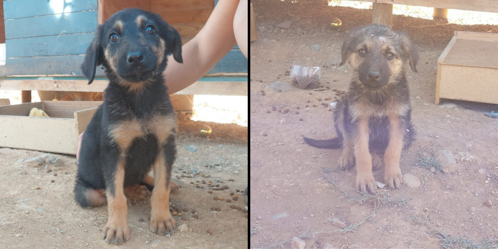 Dirigente de agrupación animalista de Calera: "En el maltrato y abandono, vamos retrocediendo"