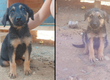 Dirigente de agrupación animalista de Calera: "En el maltrato y abandono, vamos retrocediendo"
