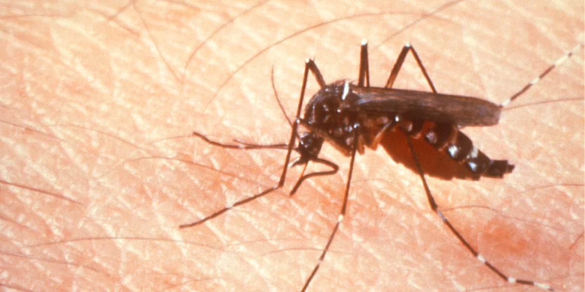 En Los Andes detectan mosquito que transmite virus del dengue
