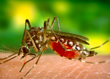 En Los Andes detectan mosquito que transmite virus del dengue