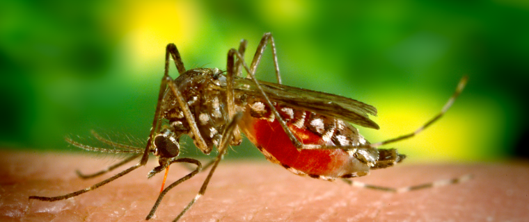 En Los Andes detectan mosquito que transmite virus del dengue