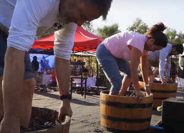 Viña El Escorial realizará Fiesta de la Vendimia con feria típica y tradicional “pisada de uva”