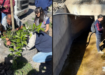 Virus dengue: Intensifican vigilancia y control de mosquito vector en Los Andes y Calle Larga