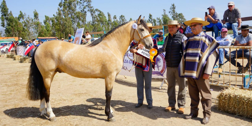 En Catapilco realizarán Exposición Nacional de Caballos Chilenos y Final de Pruebas Funcionales