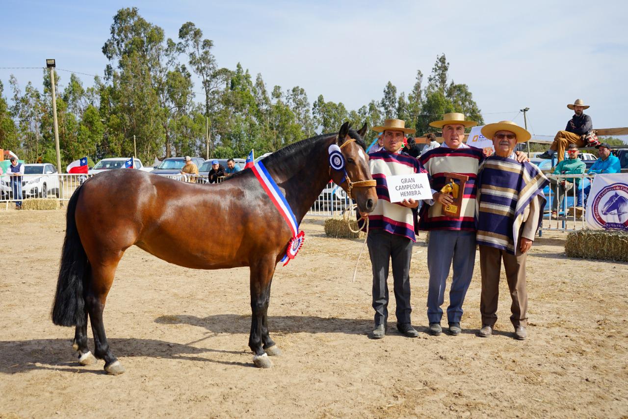 En Catapilco realizarán Exposición Nacional de Caballos Chilenos y Final de Pruebas Funcionales