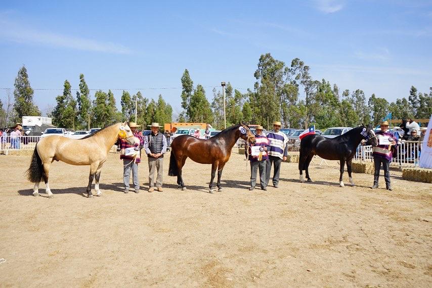 En Catapilco realizarán Exposición Nacional de Caballos Chilenos y Final de Pruebas Funcionales