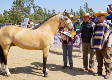 En Catapilco realizarán Exposición Nacional de Caballos Chilenos y Final de Pruebas Funcionales