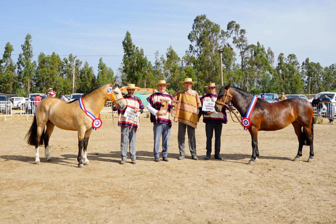 En Catapilco realizarán Exposición Nacional de Caballos Chilenos y Final de Pruebas Funcionales