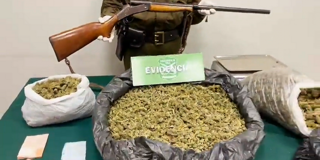 Incautan 7 kilos de marihuana desde dos viviendas de Petorca
