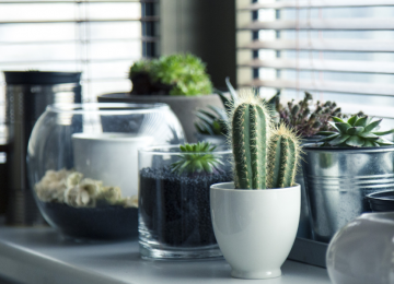 Invierno: ¿Cómo proteger mis plantas del frío?