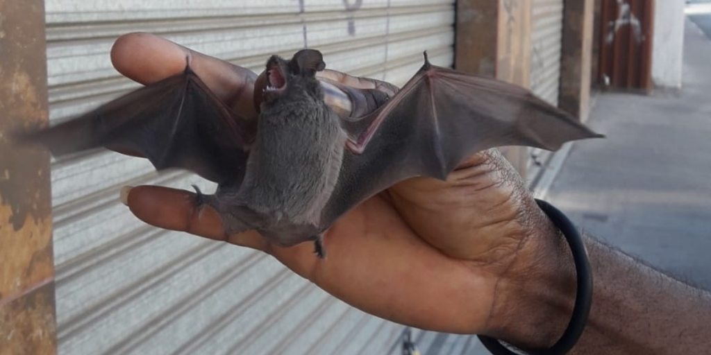 La Calera: Vacunarán a perros y gatos tras hallazgo de murciélago con rabia en el centro