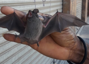 La Calera: Vacunarán a perros y gatos tras hallazgo de murciélago con rabia en el centro