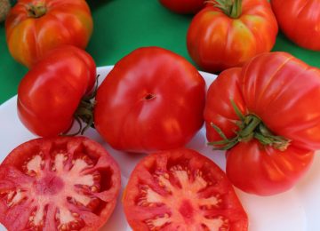 Pancho Saavedra grabó Lugares que hablan con agricultores de tomates limachinos
