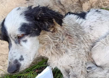 Vecinos de La Calera denuncian que tres perros fueron acuchillados