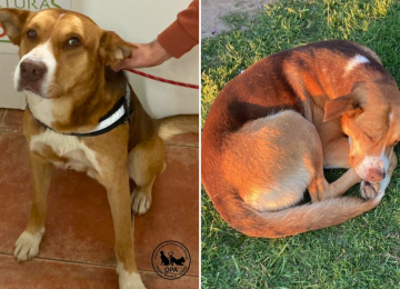 Villa Alemana: Le buscan hogar a "Dante", perrito que fue agredido con honda