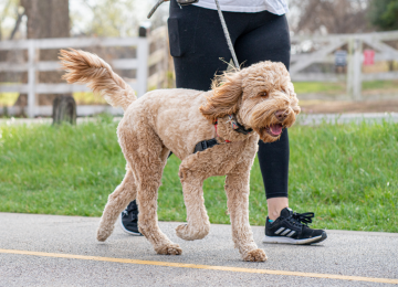 La Cruz tiene corrida familiar canina y tarde de fitness con Thiago y Fabricio