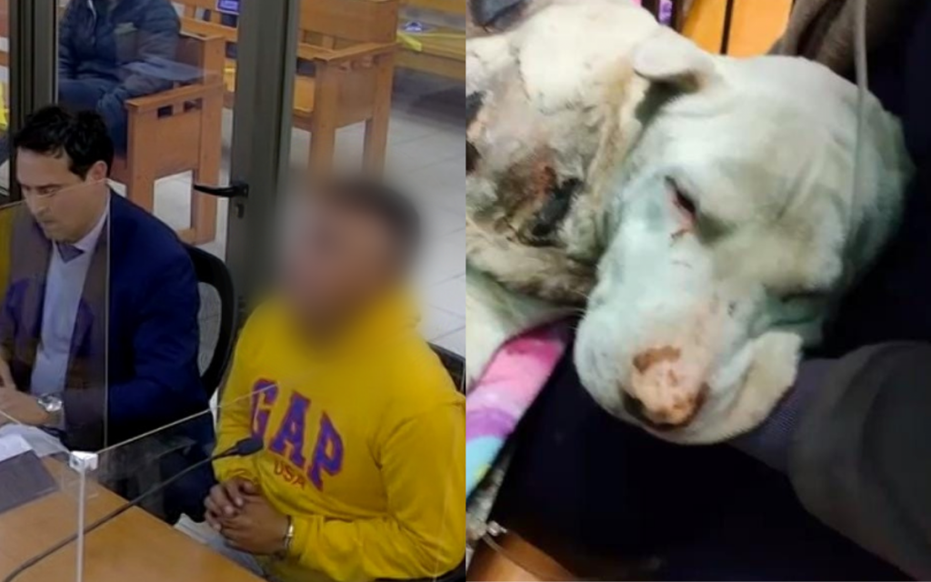 En prisión preventiva quedó conductor por caso de maltrato animal en Nogales