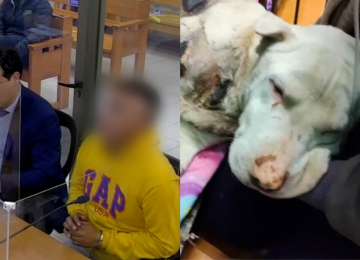 En prisión preventiva quedó conductor por caso de maltrato animal en Nogales