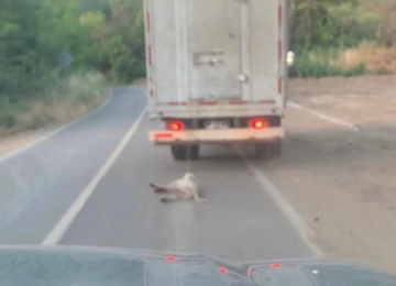 [VIDEO] Indignación total por conductor que arrastraba a un perrito en Nogales