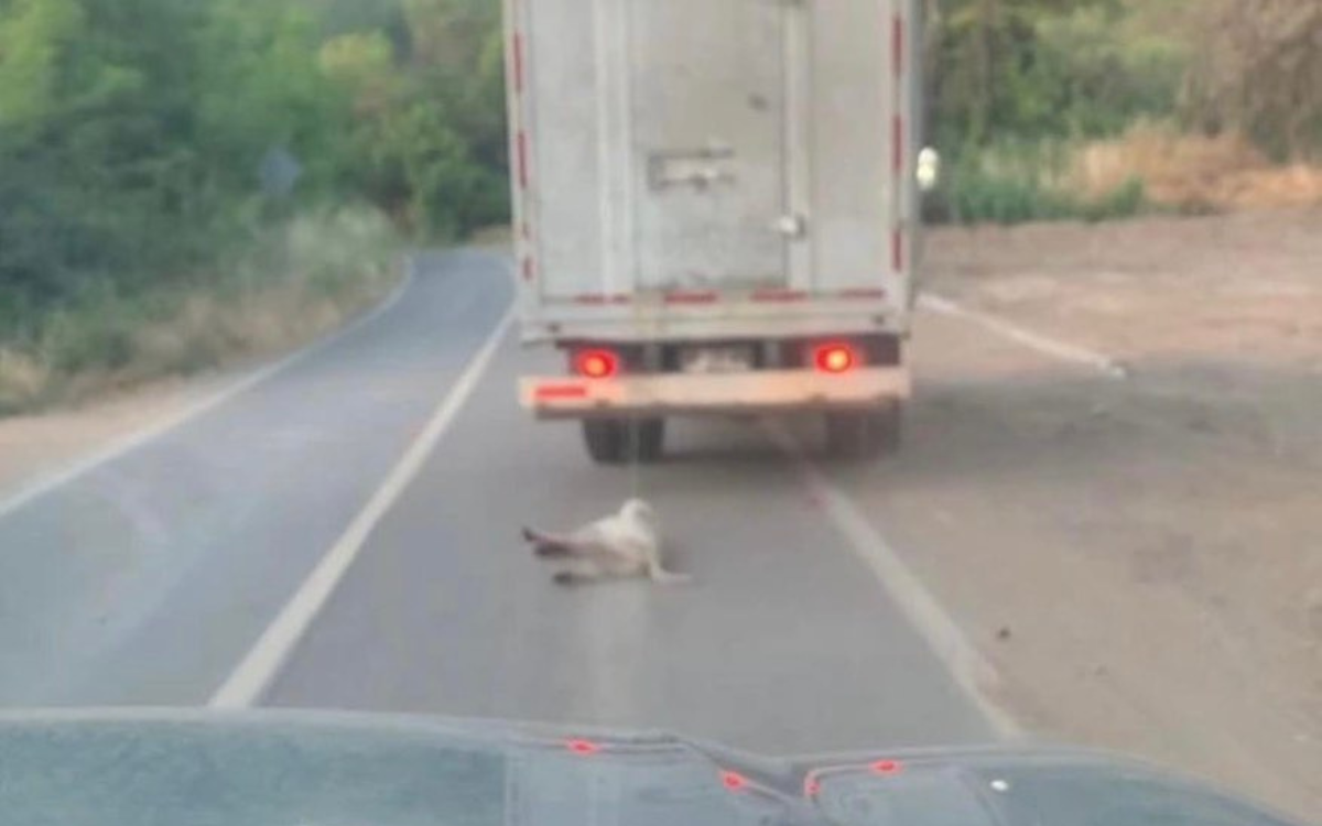 [VIDEO] Indignación total por conductor que arrastraba a un perrito en Nogales