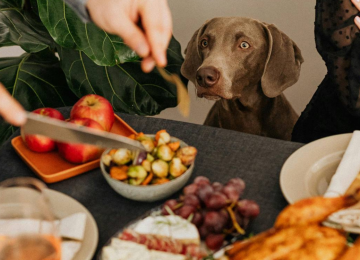 Fiestas de fin de año: cuidado con la alimentación de las mascotas