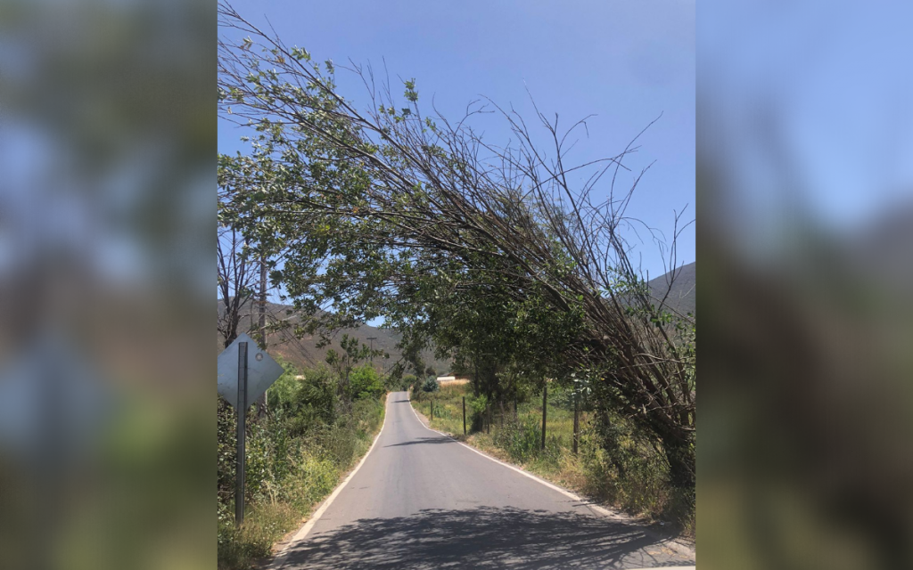 Ráfagas de vientos derribaron tres árboles en La Calera