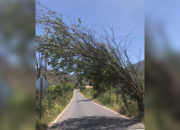 Ráfagas de vientos derribaron tres árboles en La Calera