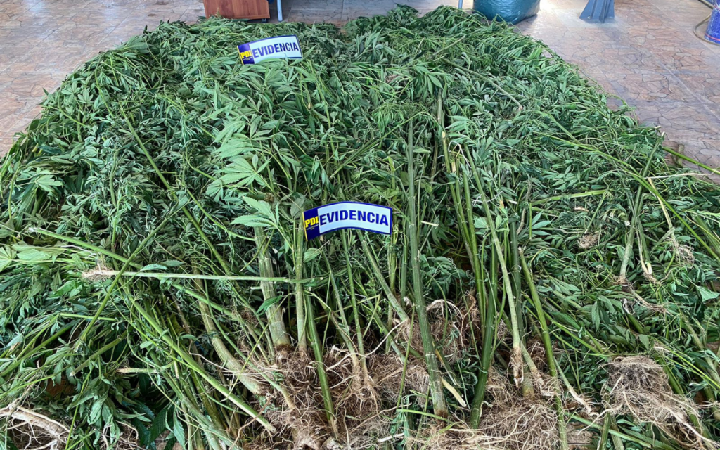 En vivienda de Hijuelas incautaron más de 100 plantas de marihuana