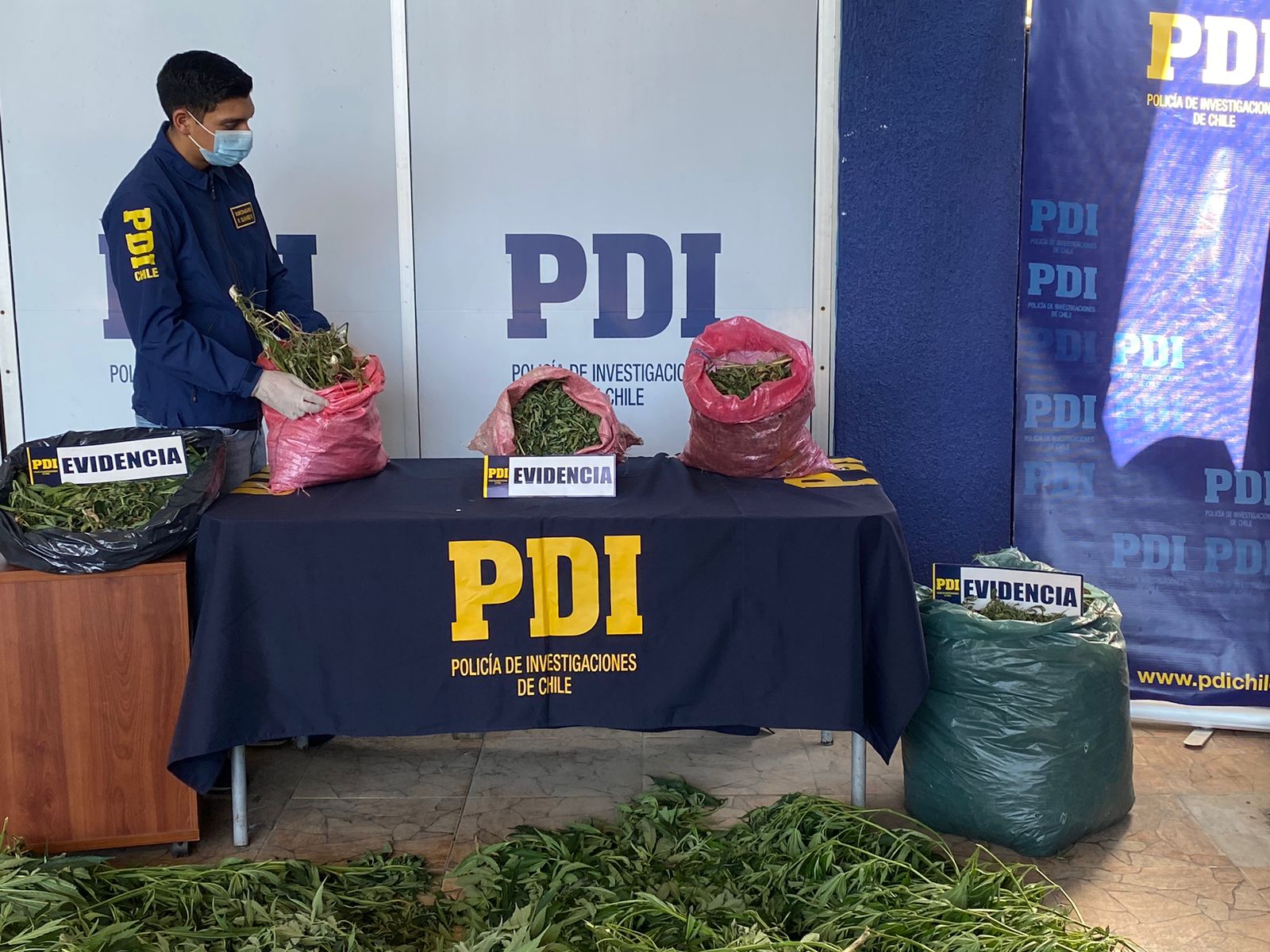 En vivienda de Hijuelas incautaron más de 100 plantas de marihuana