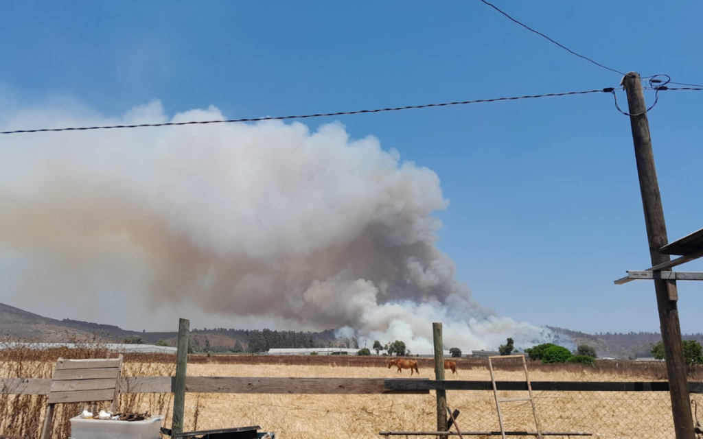 Papudo en Alerta Roja por incendio forestal de rápido avance