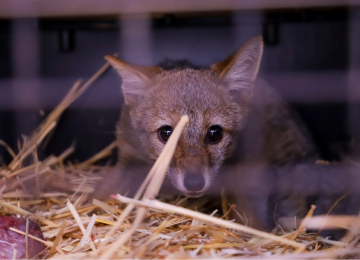Región de Valparaíso: ha muerto la mitad de los animales silvestres rescatados en los incendios