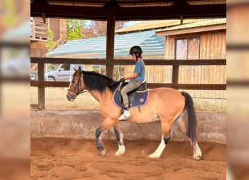 Sigue la búsqueda de caballos de equinoterapia robados hace un mes en Puchuncaví
