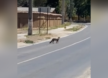 [VIDEO] Captan a zorro culpeo en el centro de Hijuelas