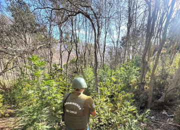 En Cabildo cae grupo delictual que vendía marihuana y pasta base