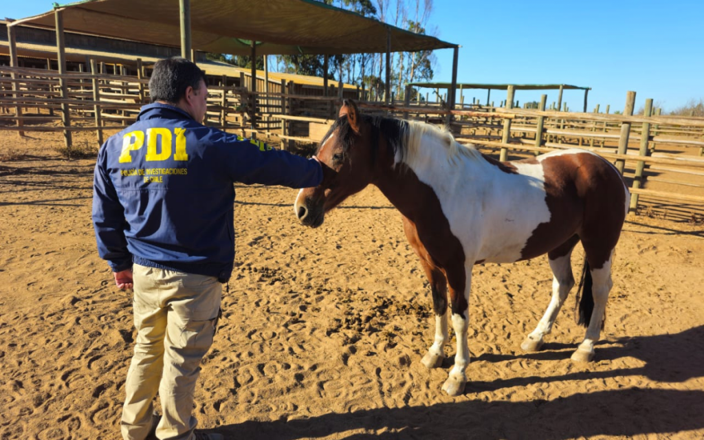 Recuperan a 5 de los 10 caballos robados a centro de equinoterapia de Puchuncaví