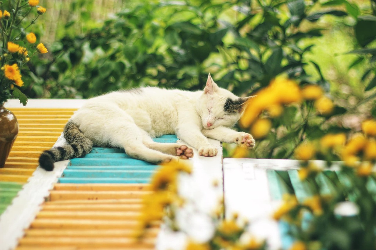 Revelan los nombres más populares de perros y gatos en Chile