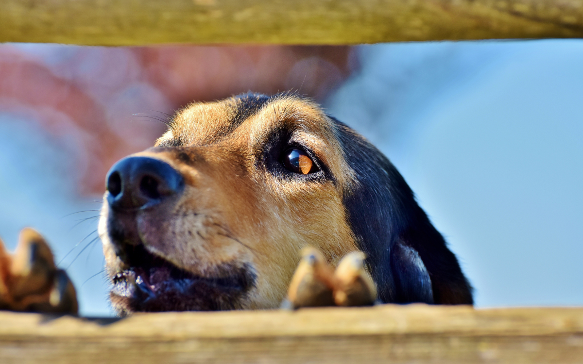 Revelan los nombres más populares de perros y gatos en Chile