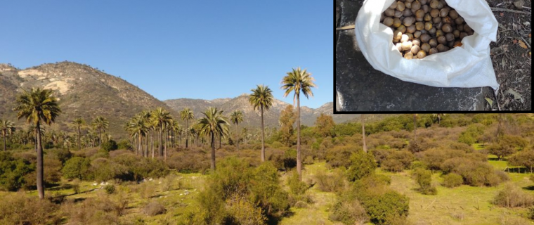 Lo detuvieron por hurto de coquitos de palma chilena en el Parque La Campana