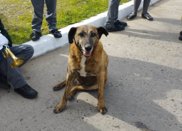 La increíble historia de Soprole, el querido perrito del Colegio Apumanque de La Calera