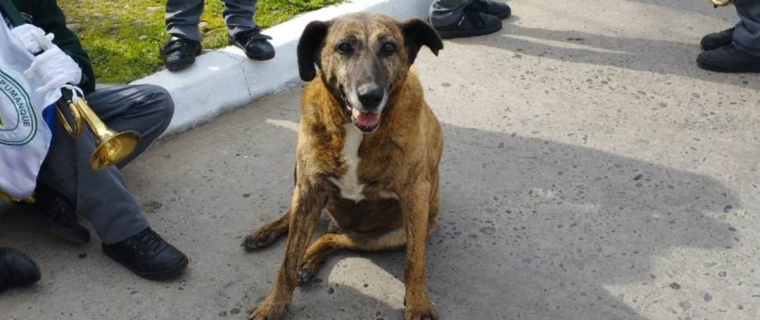La increíble historia de Soprole, el querido perrito del Colegio Apumanque de La Calera