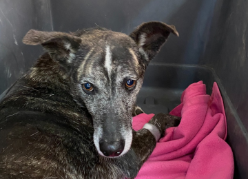 Quillota: Perrita comunitaria fue operada con éxito y le extirparon tumor
