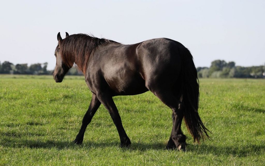 Caballo suelto en la Ruta 5 Norte murió impactado por camión