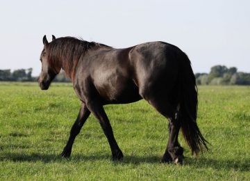 Caballo suelto en la Ruta 5 Norte murió impactado por camión