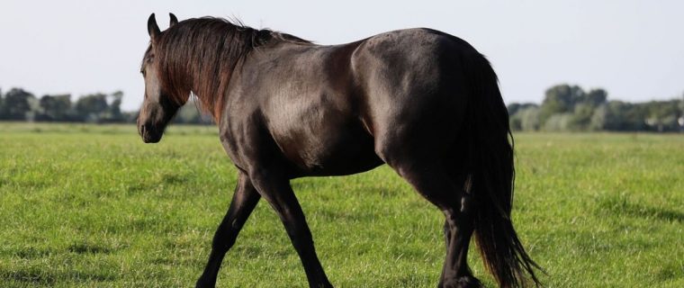 Caballo suelto en la Ruta 5 Norte murió impactado por camión
