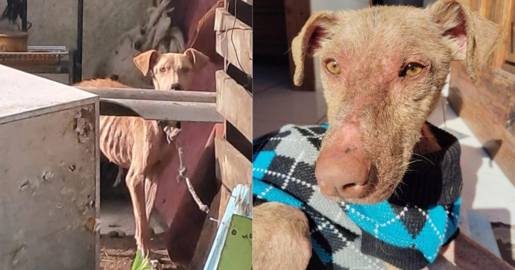 Rescate perro amarrado en La Calera